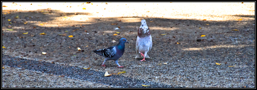 Фото: Парад одного